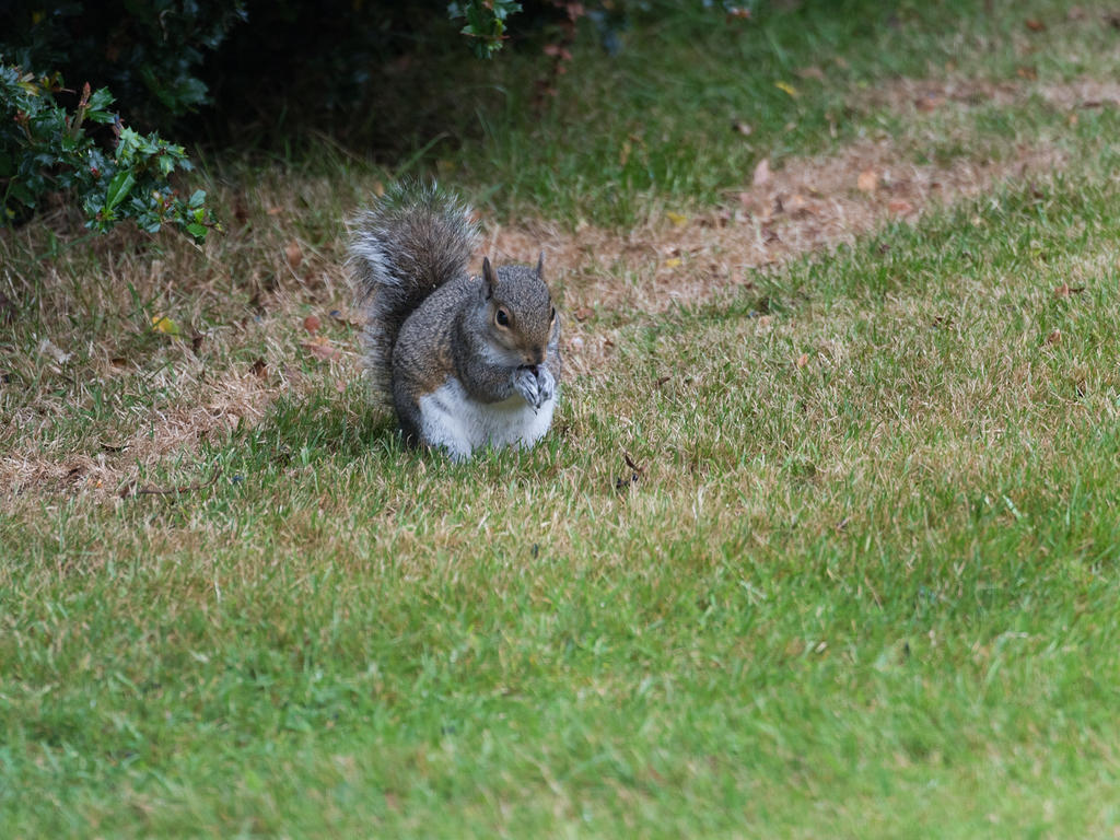 Squirrel-2.jpg
