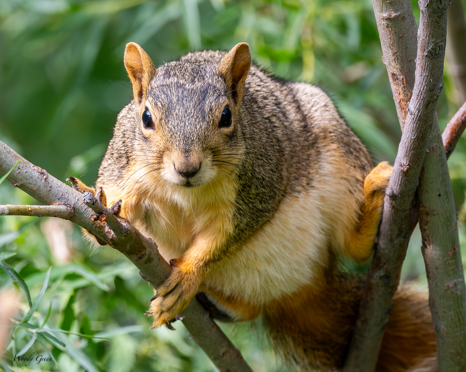 Squirrel-259.jpg