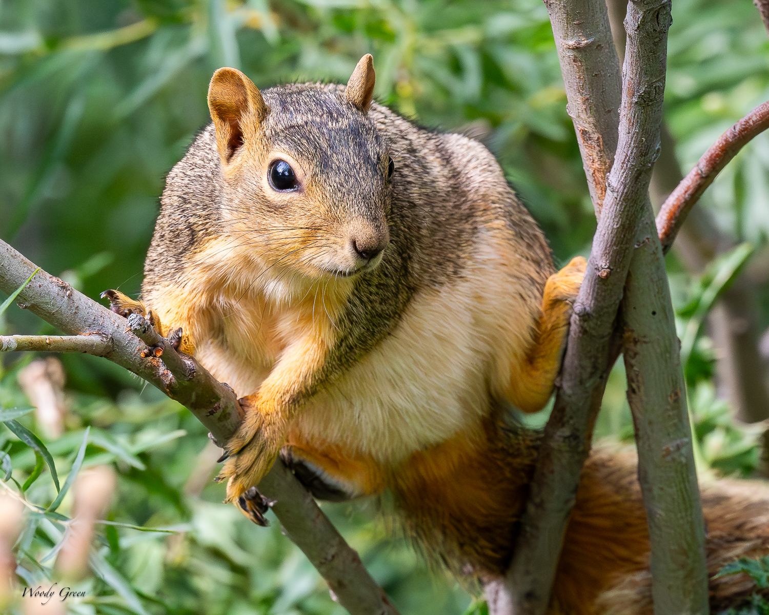 Squirrel-260.jpg
