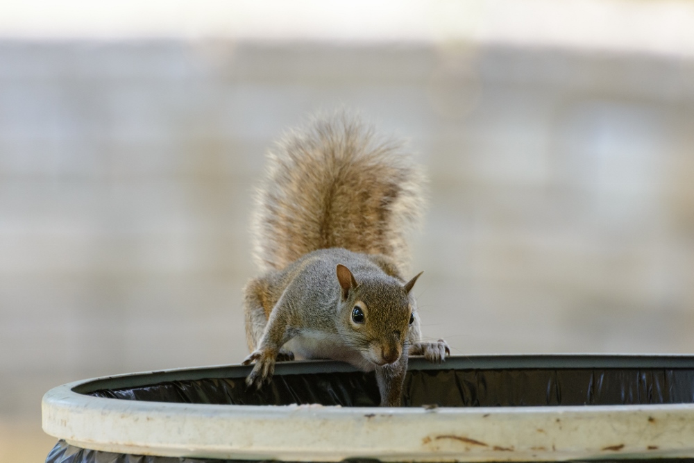 squirrel --3 (1000x667).jpg