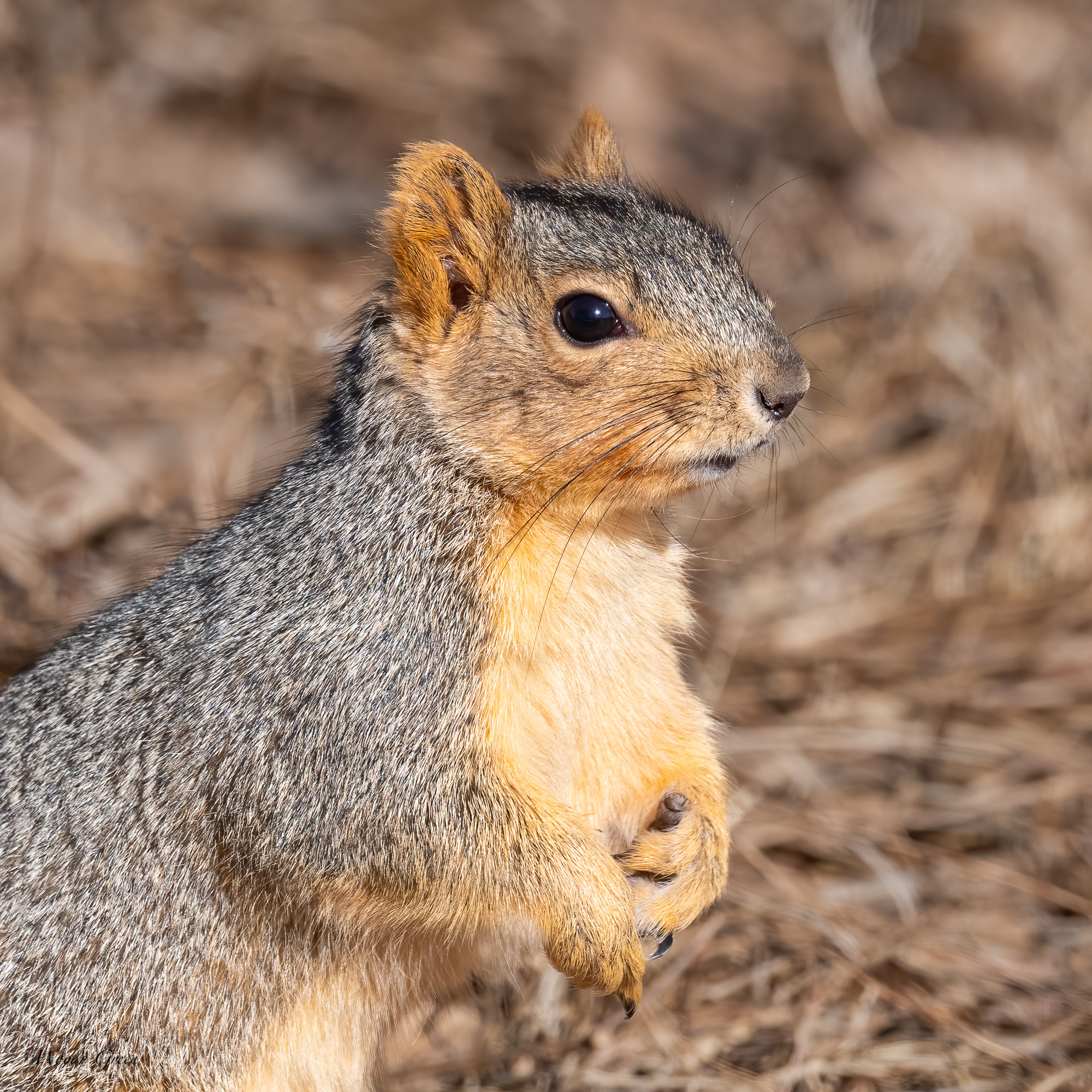 Squirrel-572.jpg