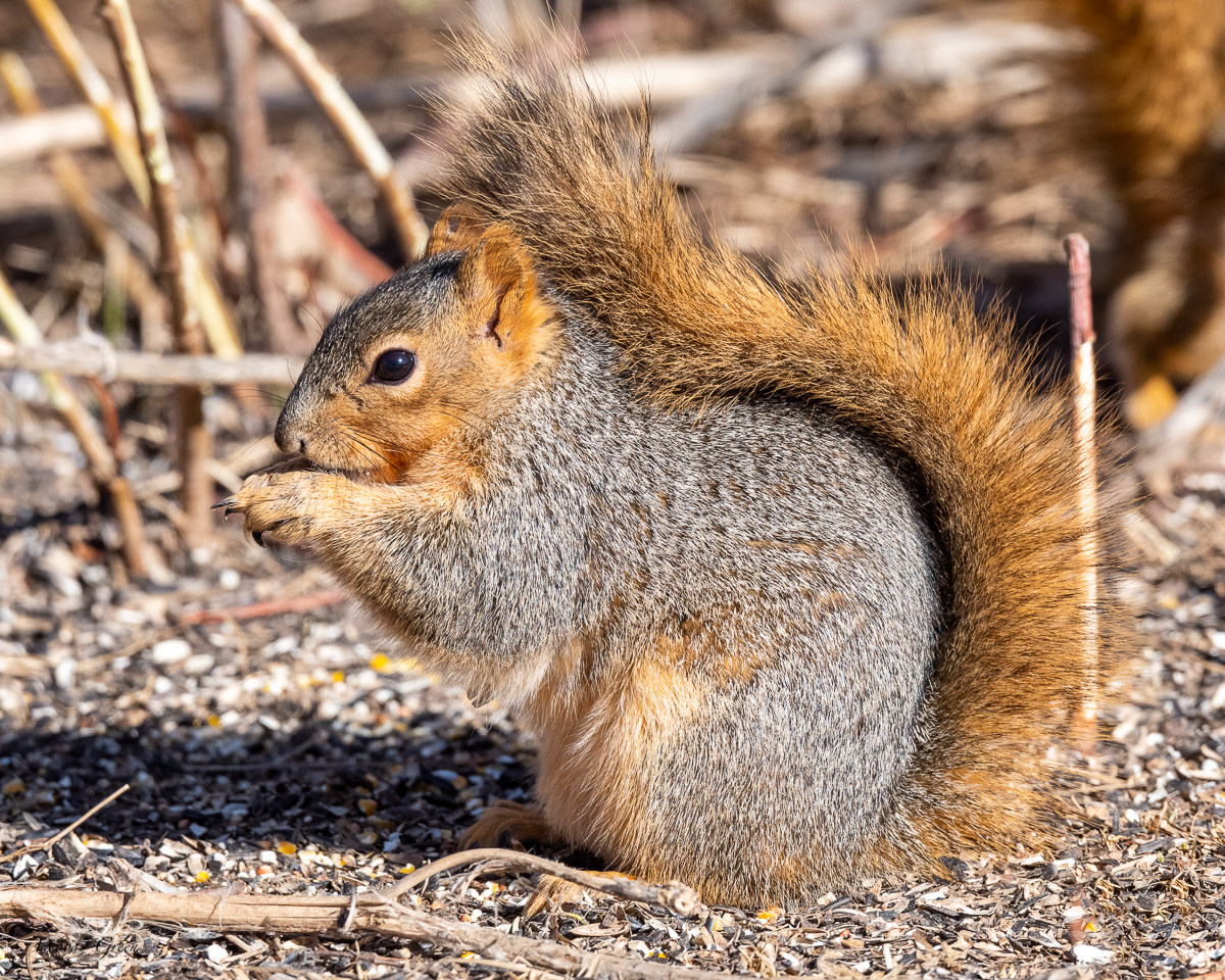 Squirrel-575.jpg