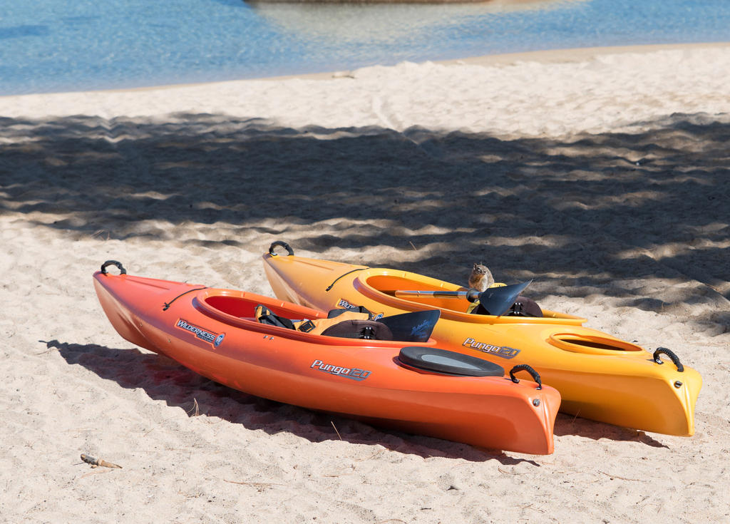 Squirrel Canoeing 2.jpg