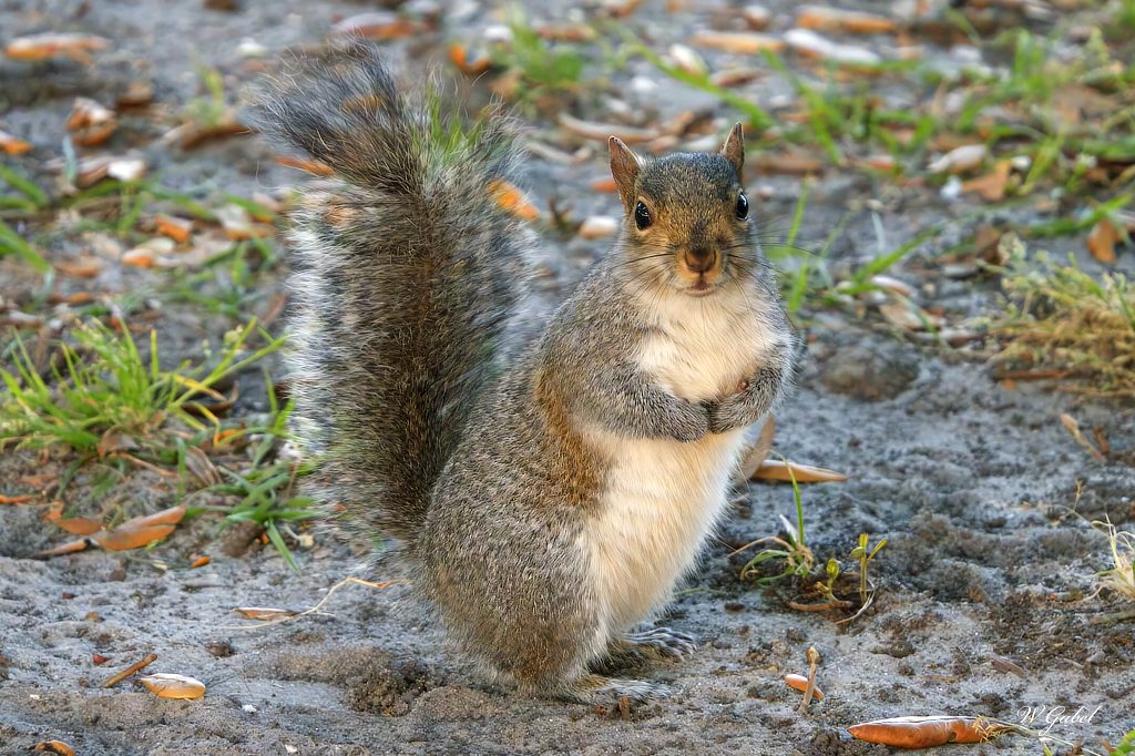 squirrel in the park sm.jpg