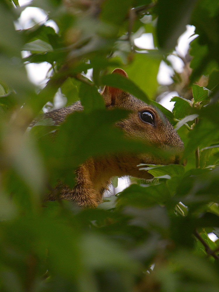 Squirrel.jpg