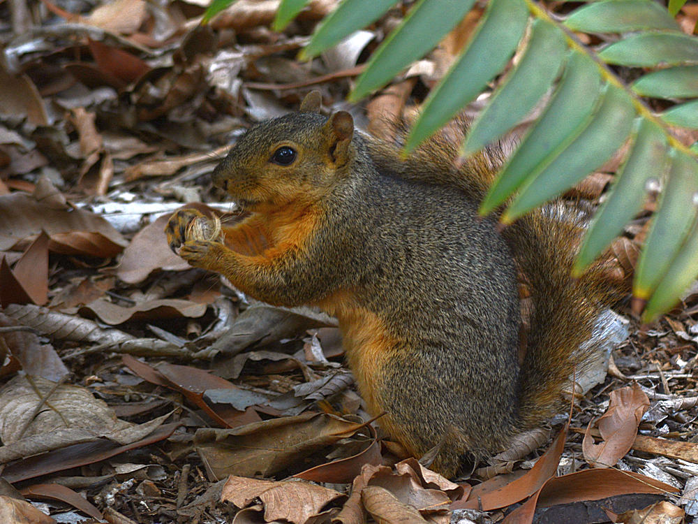 Squirrel.jpg