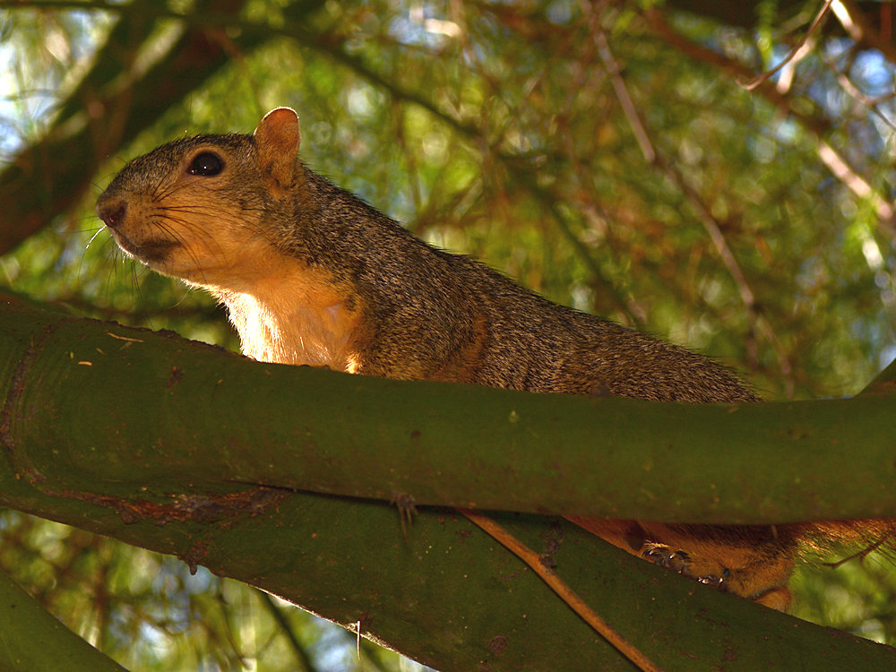 Squirrel.jpg