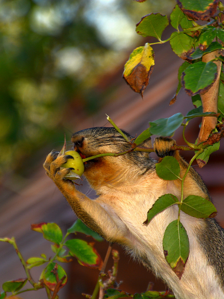 Squirrel.jpg