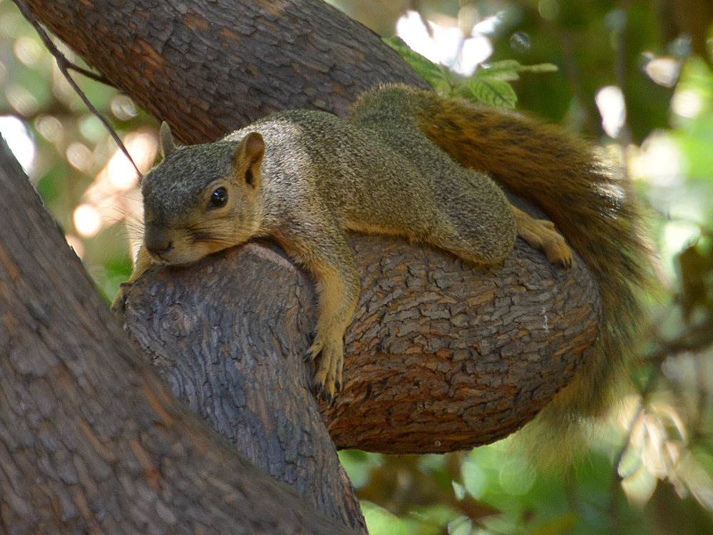 Squirrel.jpg