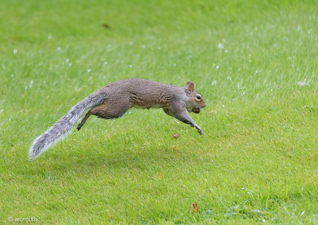 Squirrel.jpg