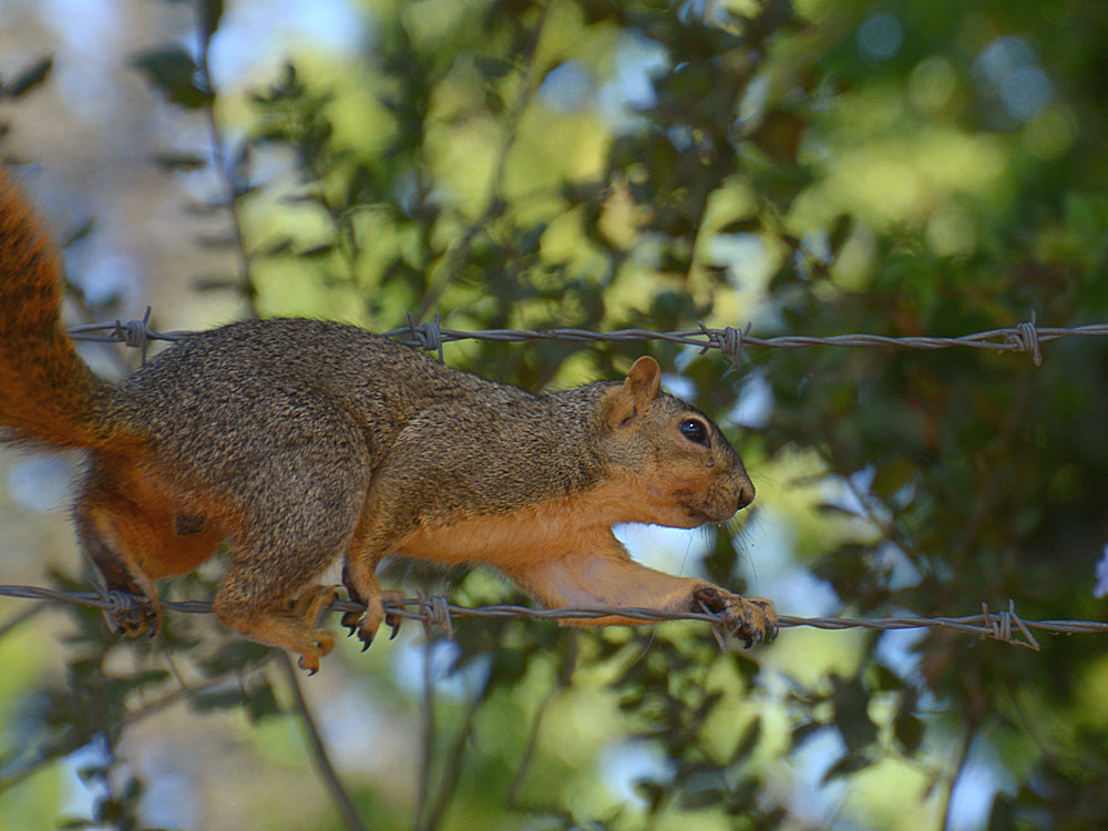 Squirrel.jpg