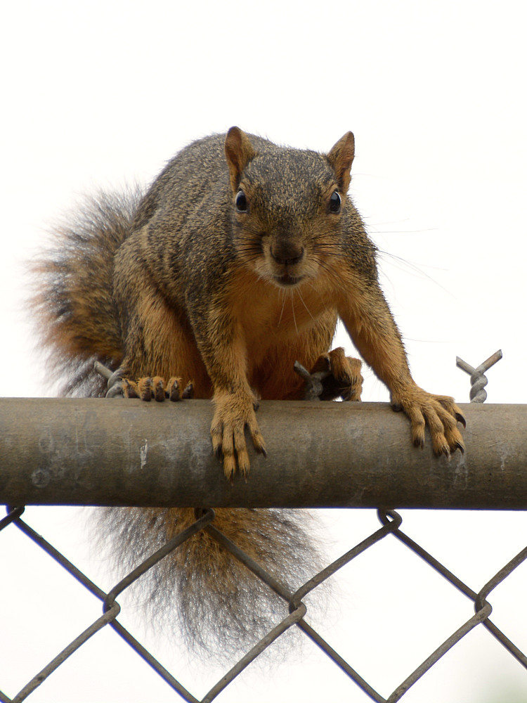 Squirrel.jpg