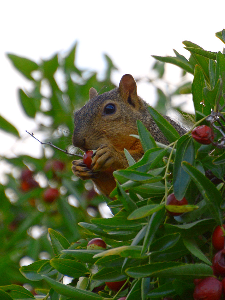 Squirrel.jpg