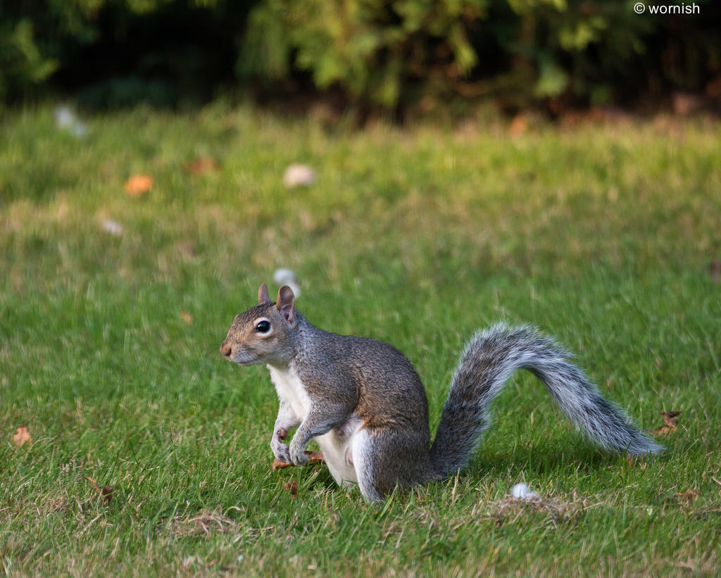 Squirrel.jpg