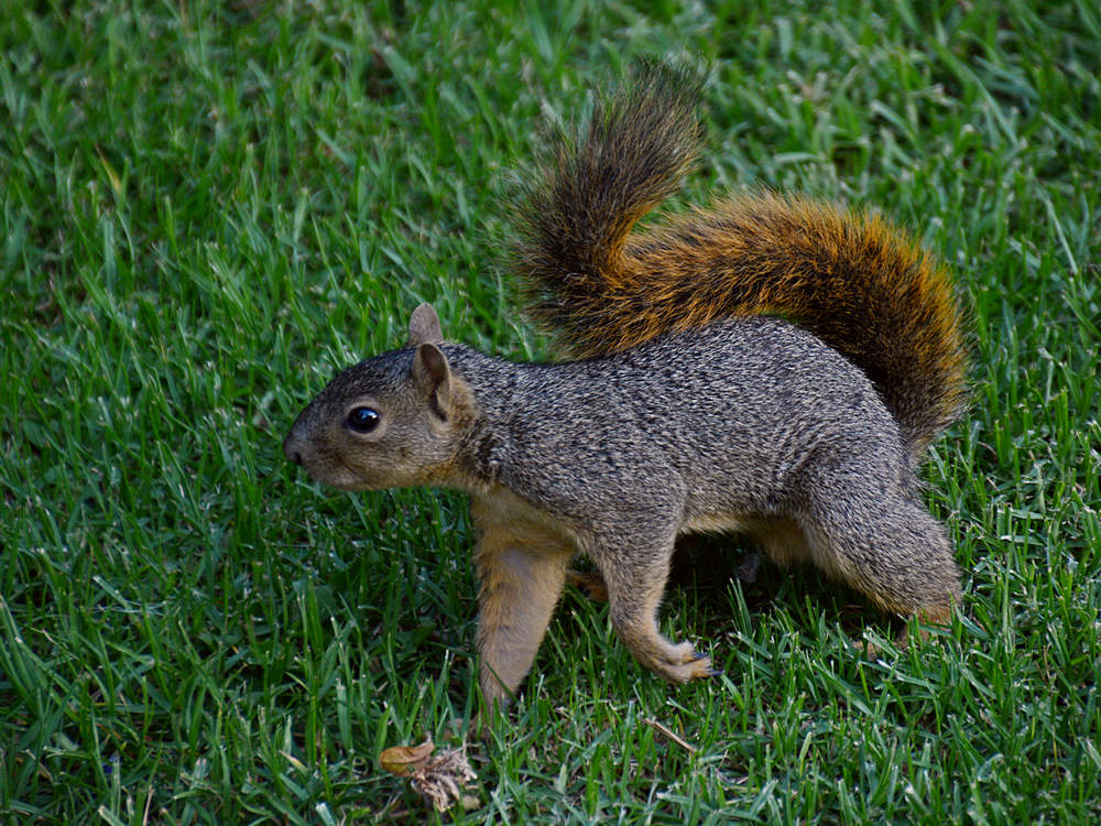 Squirrel.jpg