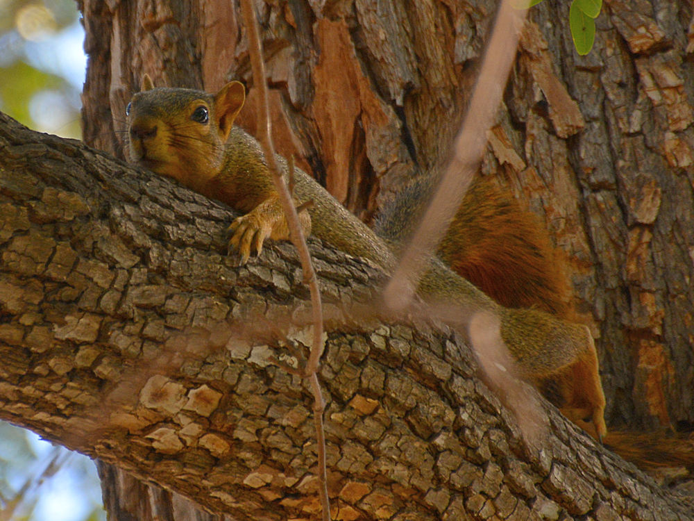 Squirrel.jpg