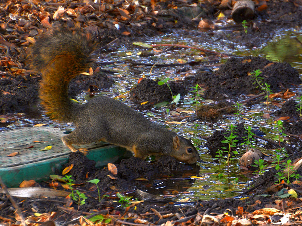 Squirrel.jpg