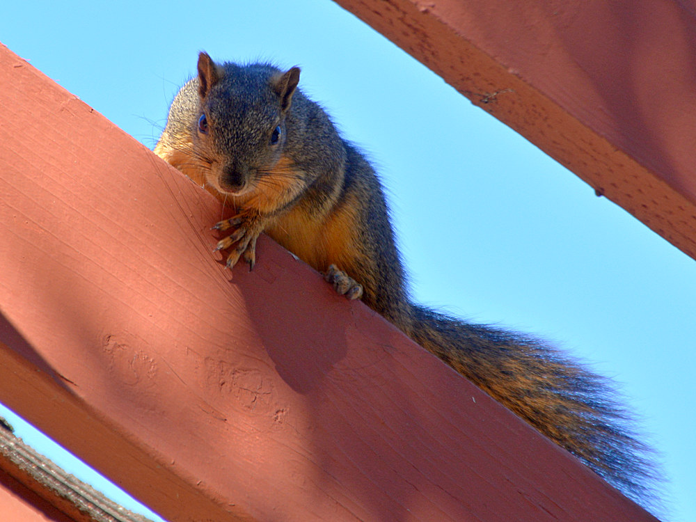 Squirrel.jpg