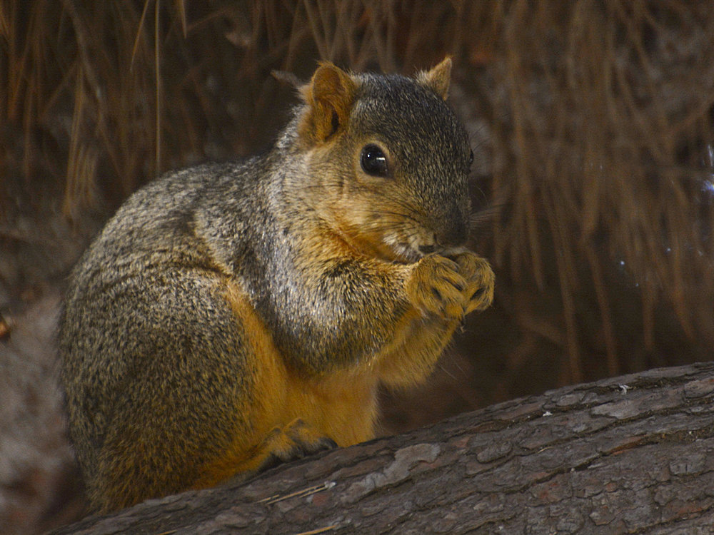Squirrel.jpg