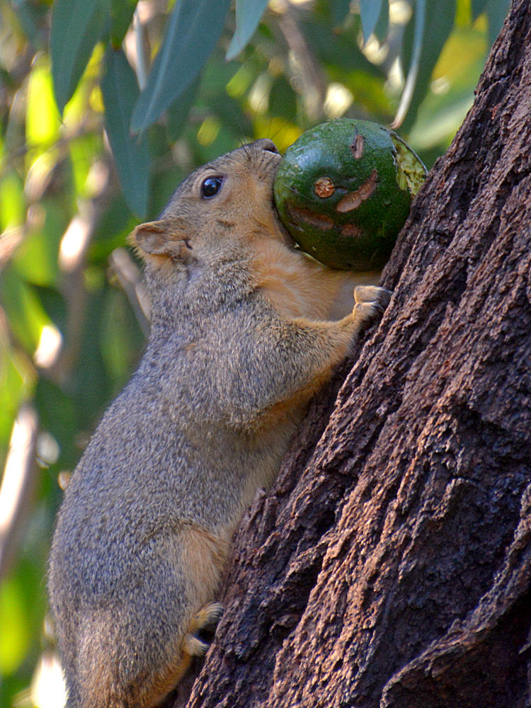 Squirrel.jpg