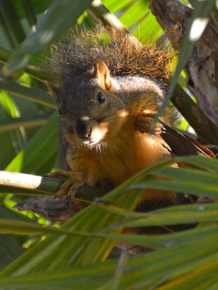 Squirrel.jpg