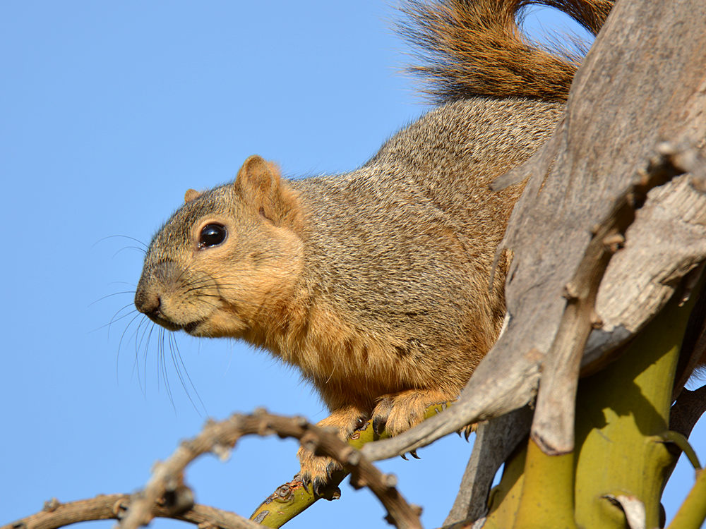 Squirrel.jpg