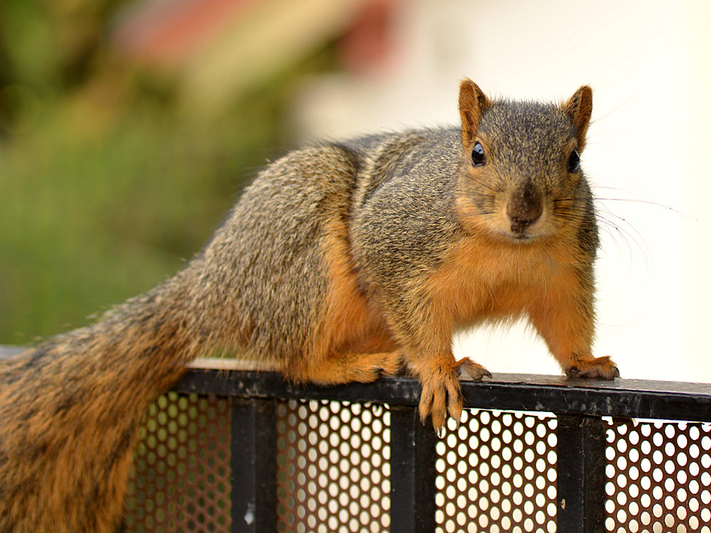 Squirrel.jpg