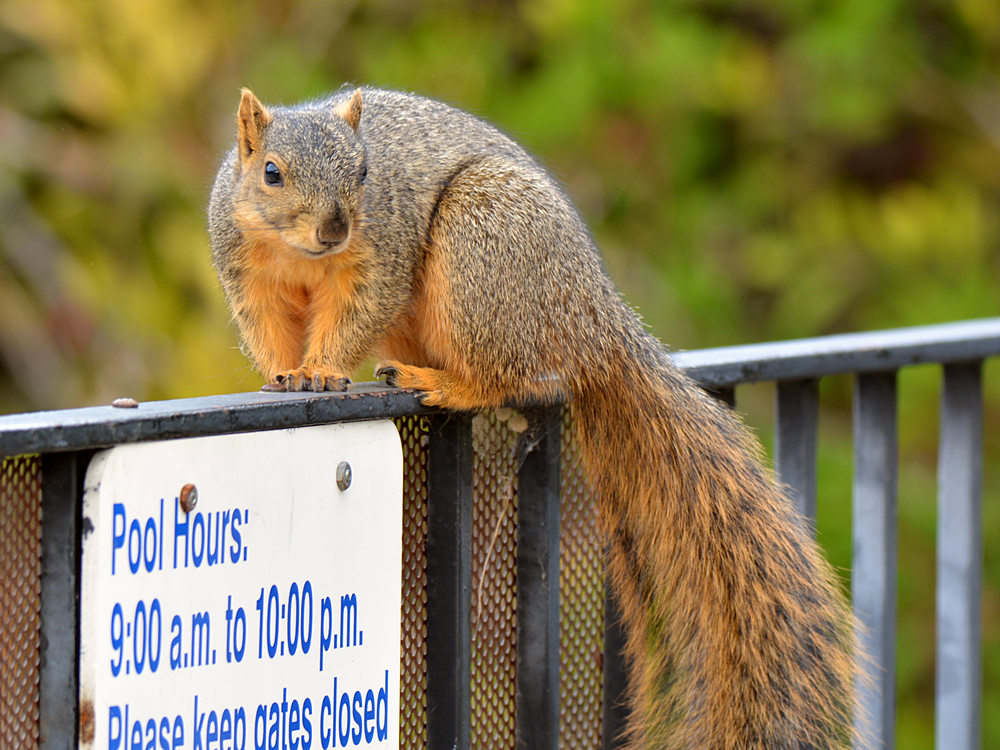 Squirrel.jpg