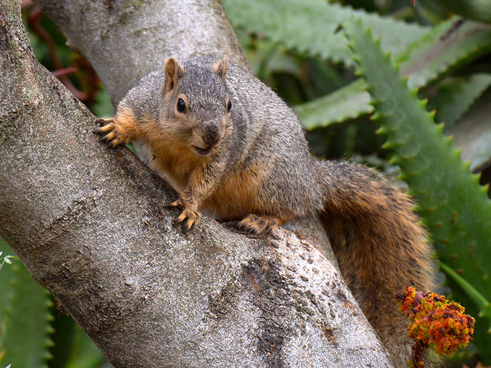 Squirrel.jpg