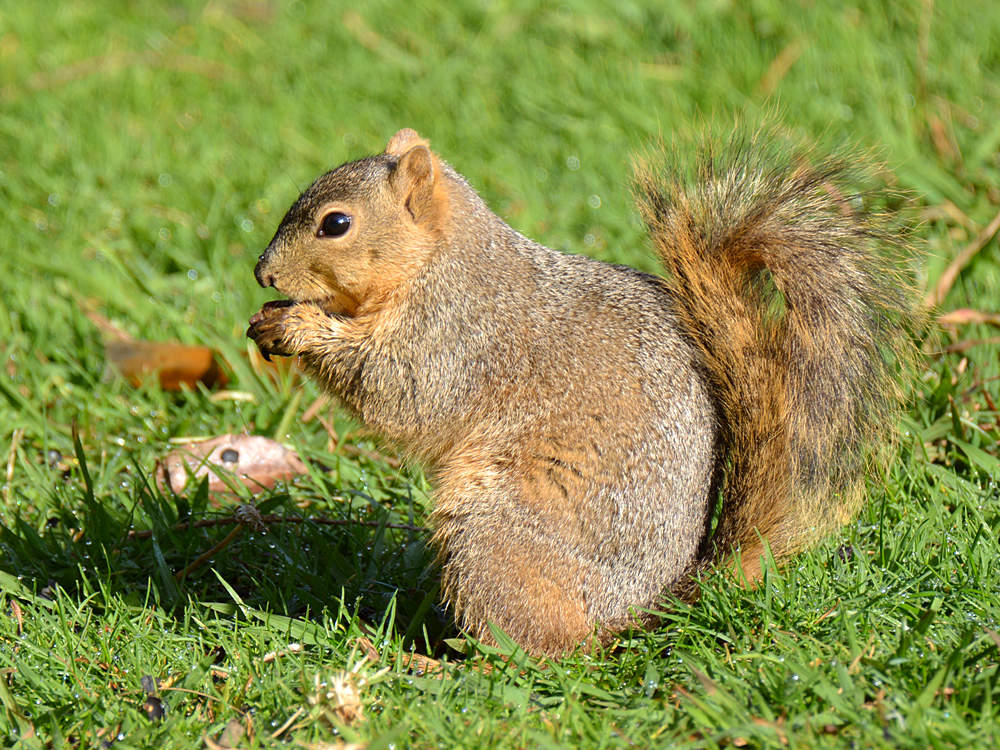 Squirrel.jpg