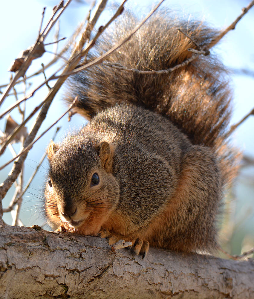 Squirrel.jpg