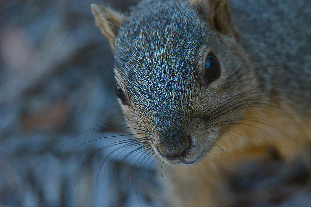 Squirrel.jpg