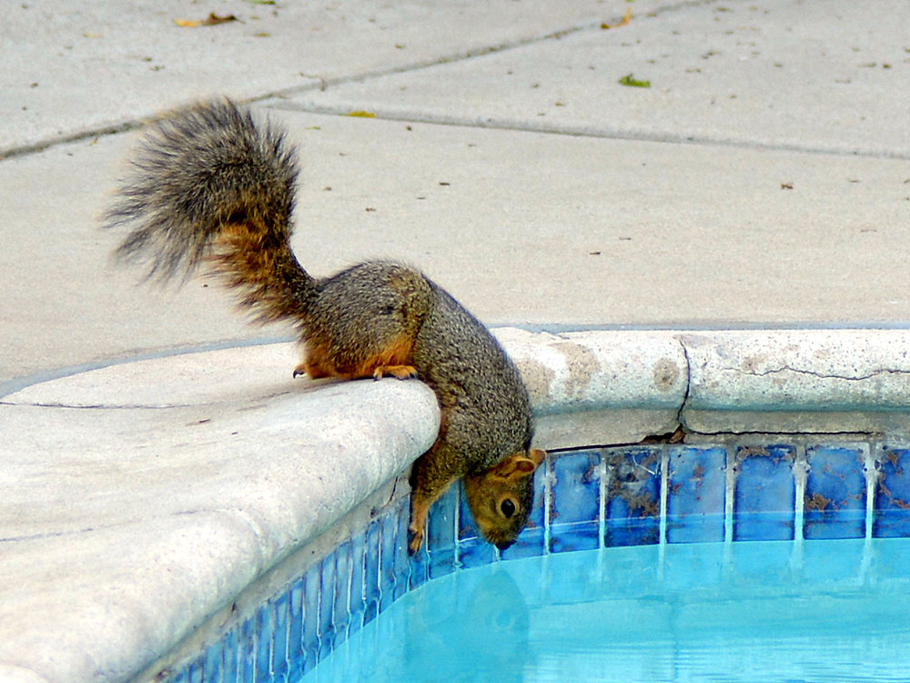Squirrel.jpg