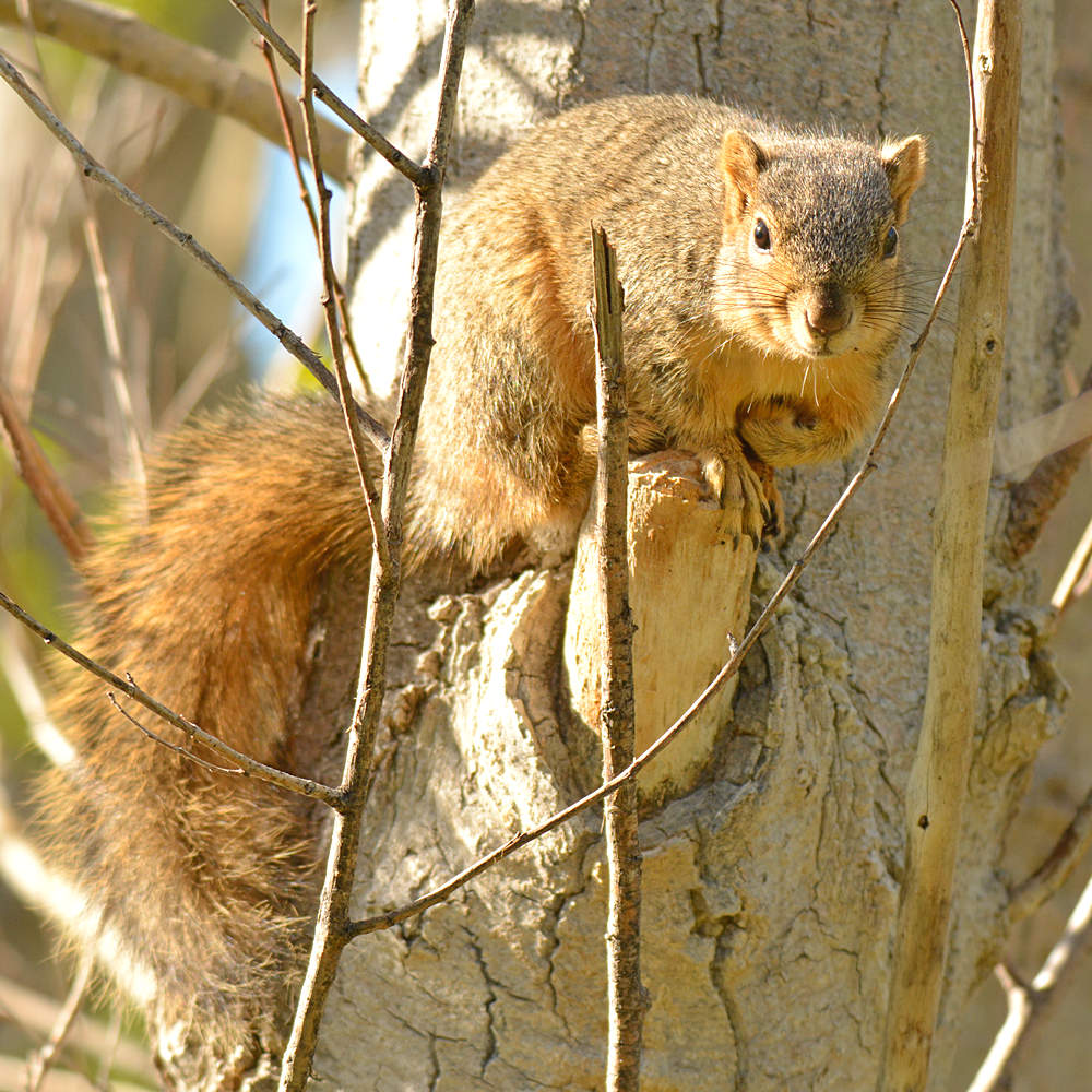 Squirrel.jpg