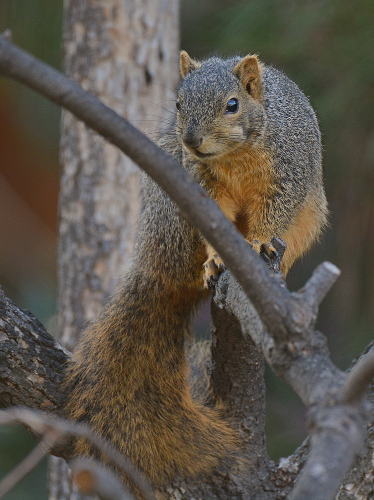 Squirrel.jpg