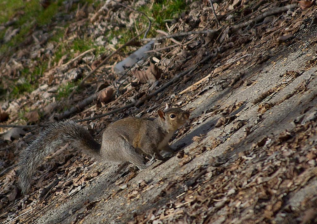 squirrel.jpg
