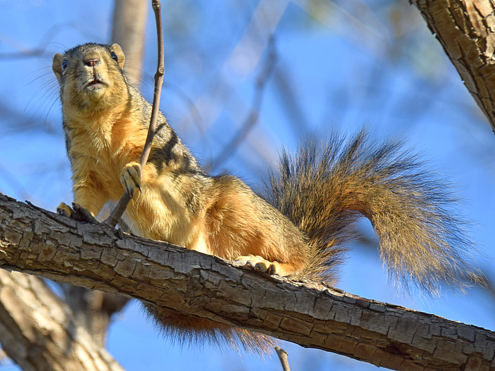 Squirrel.jpg