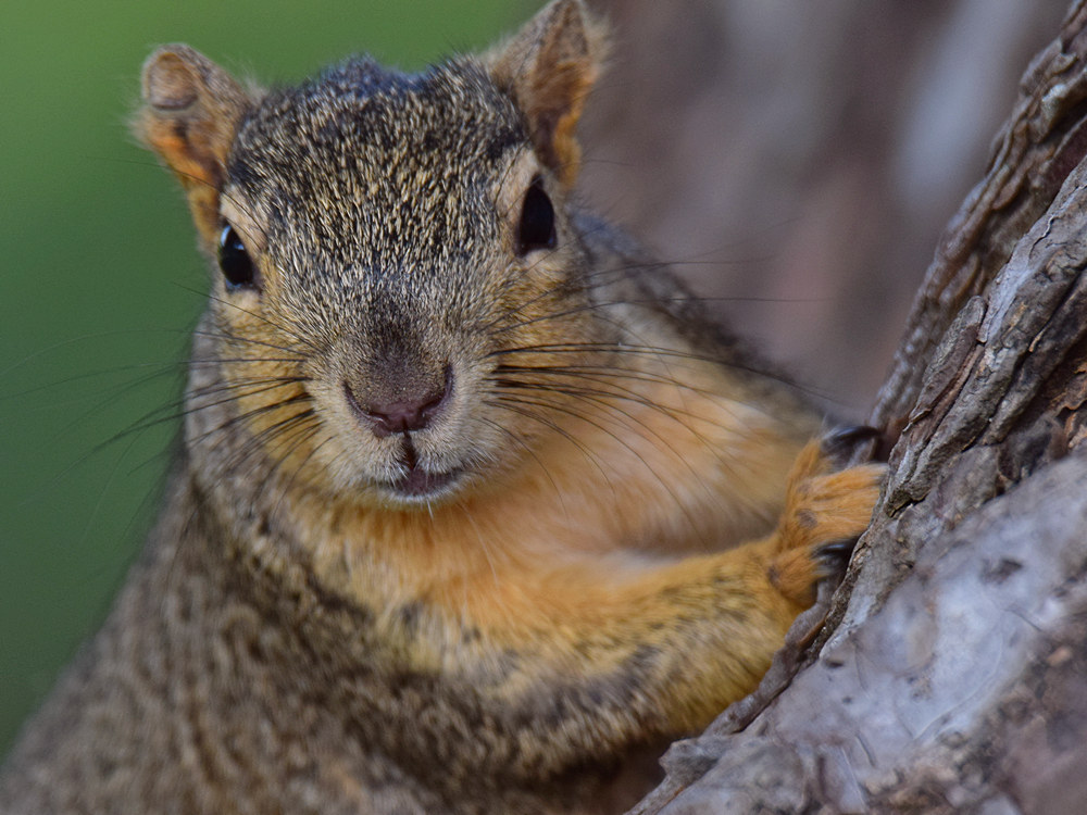 Squirrel.jpg