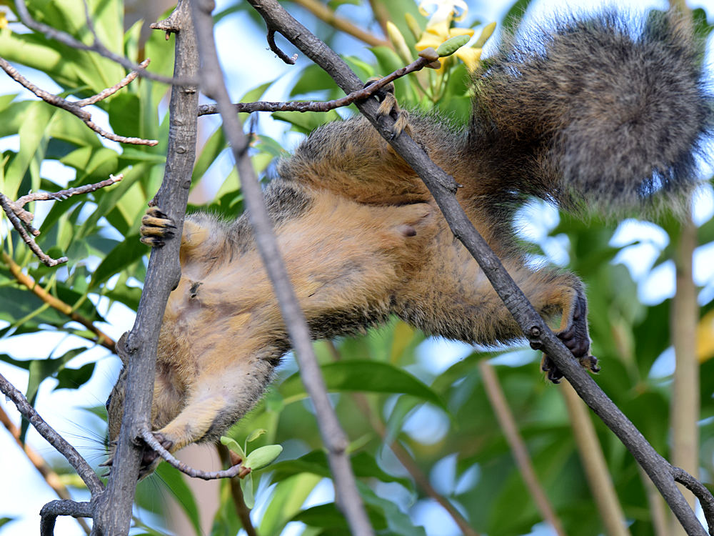 Squirrel.jpg