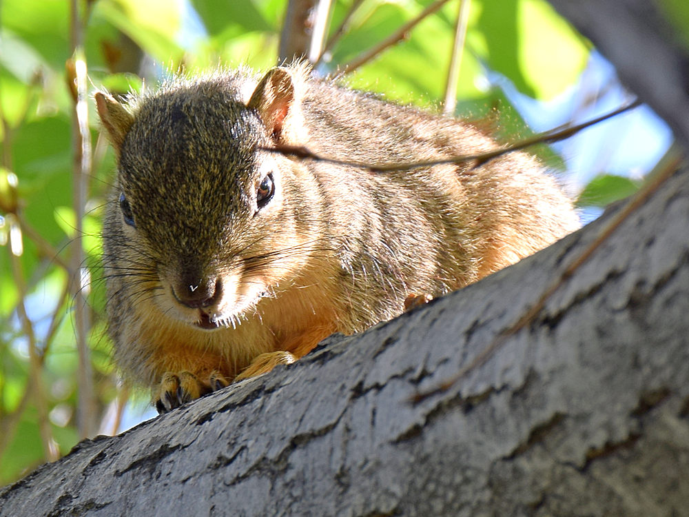 Squirrel.jpg