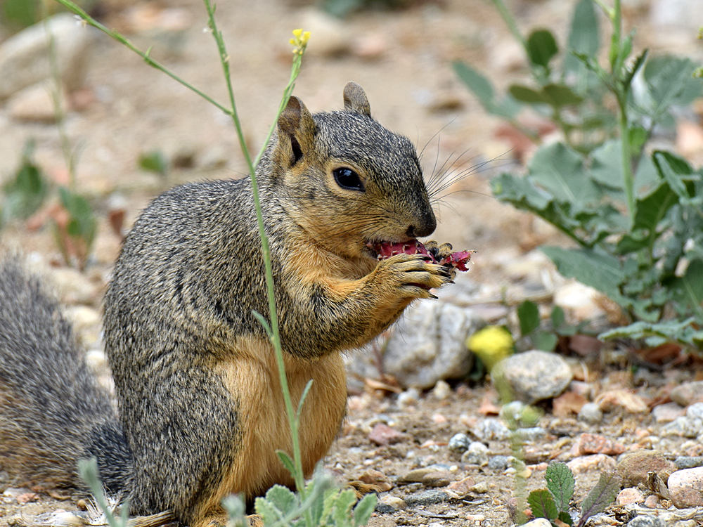 Squirrel.jpg