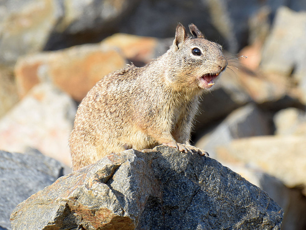 Squirrel.jpg