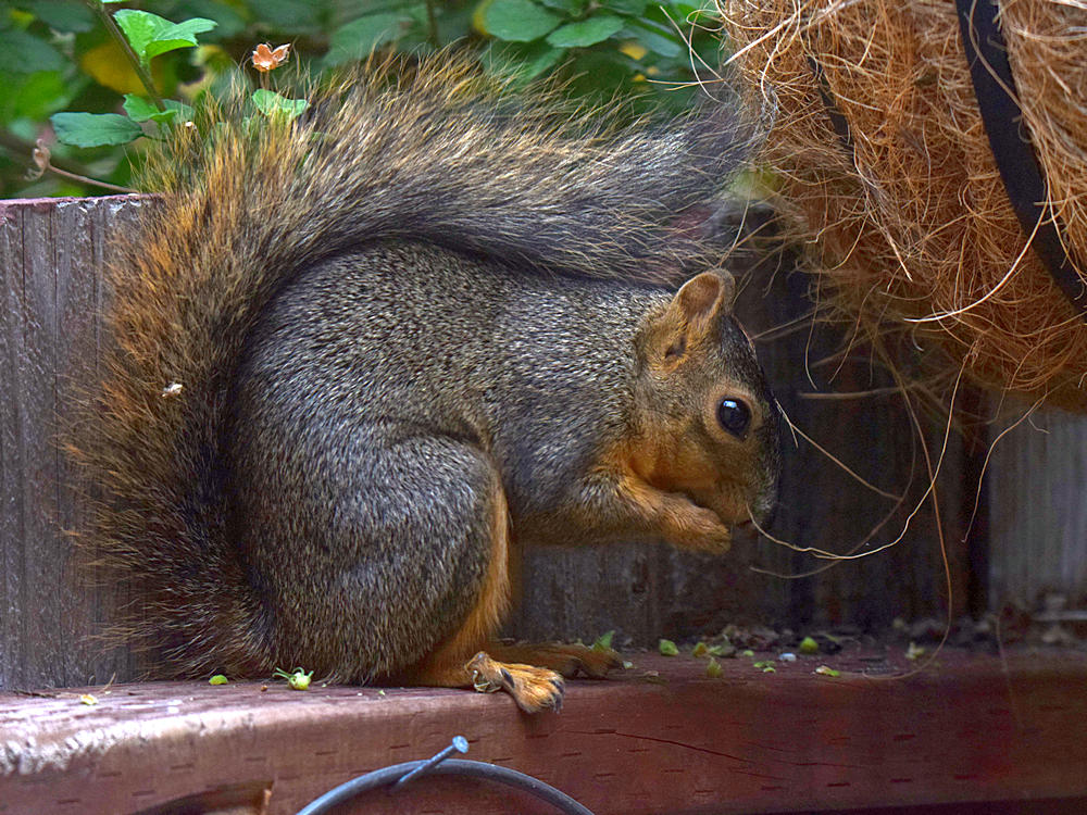 Squirrel.jpg