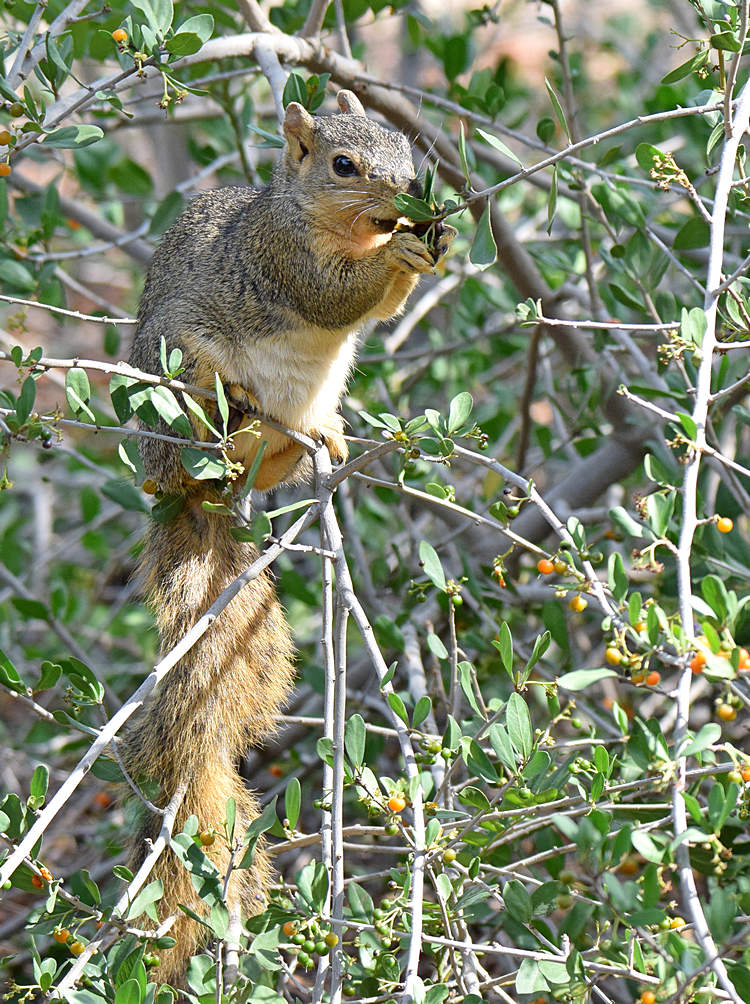 Squirrel.jpg
