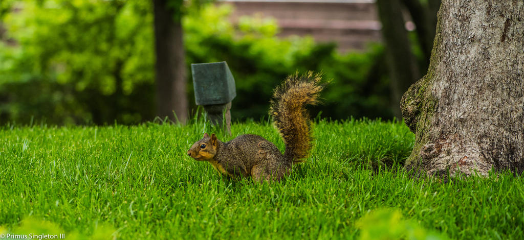 Squirrel.jpg