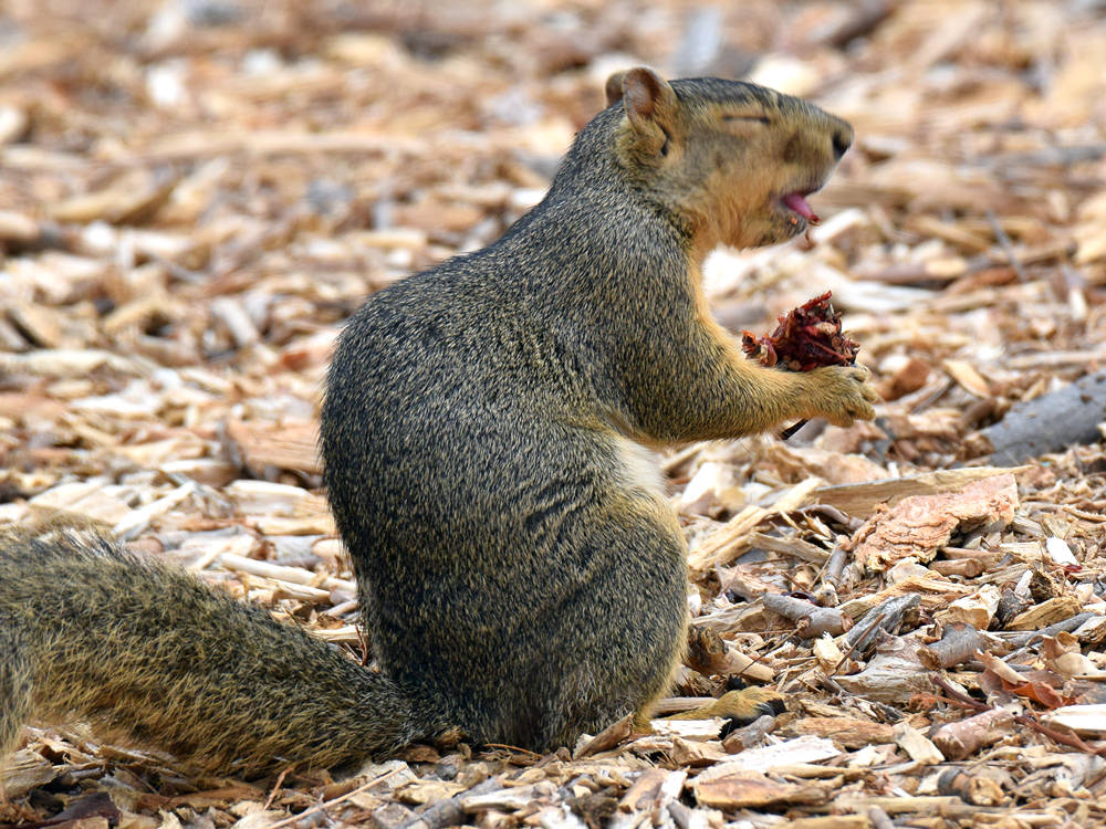 Squirrel.jpg