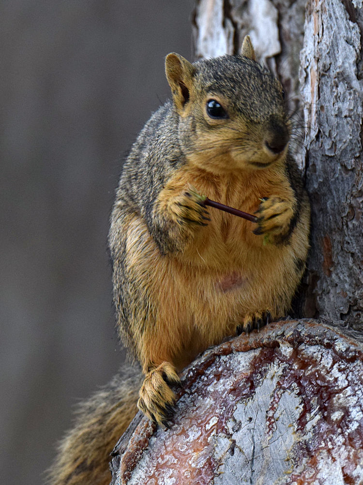 Squirrel.jpg