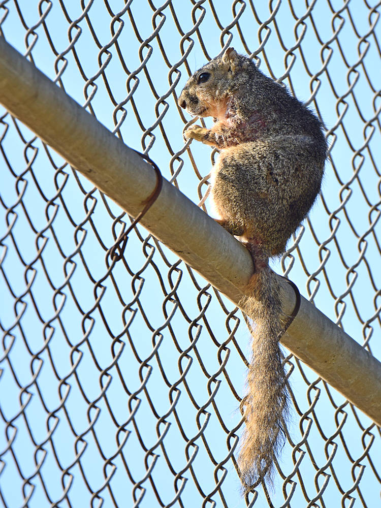 Squirrel.jpg