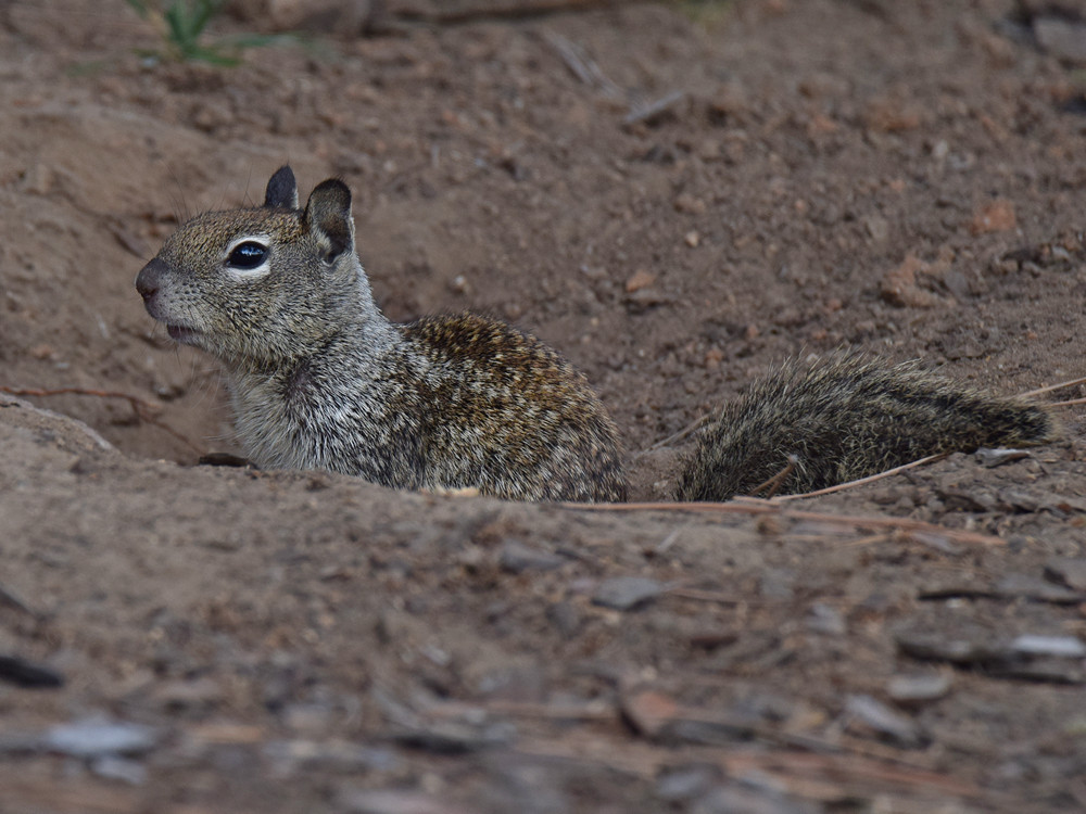 Squirrel.jpg