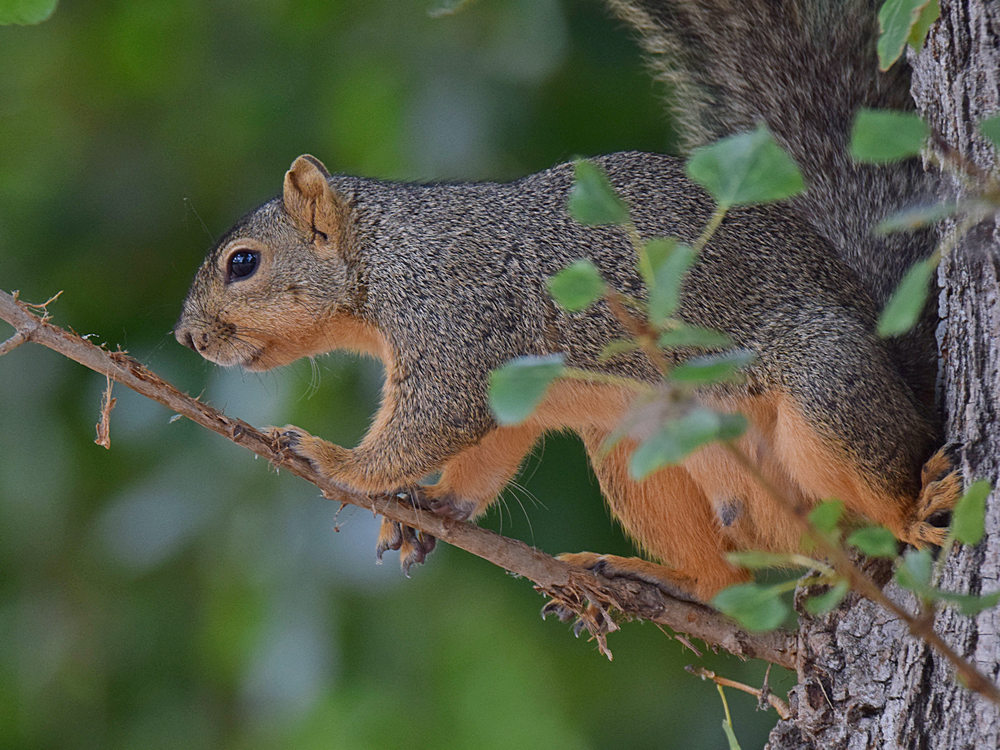 Squirrel.jpg